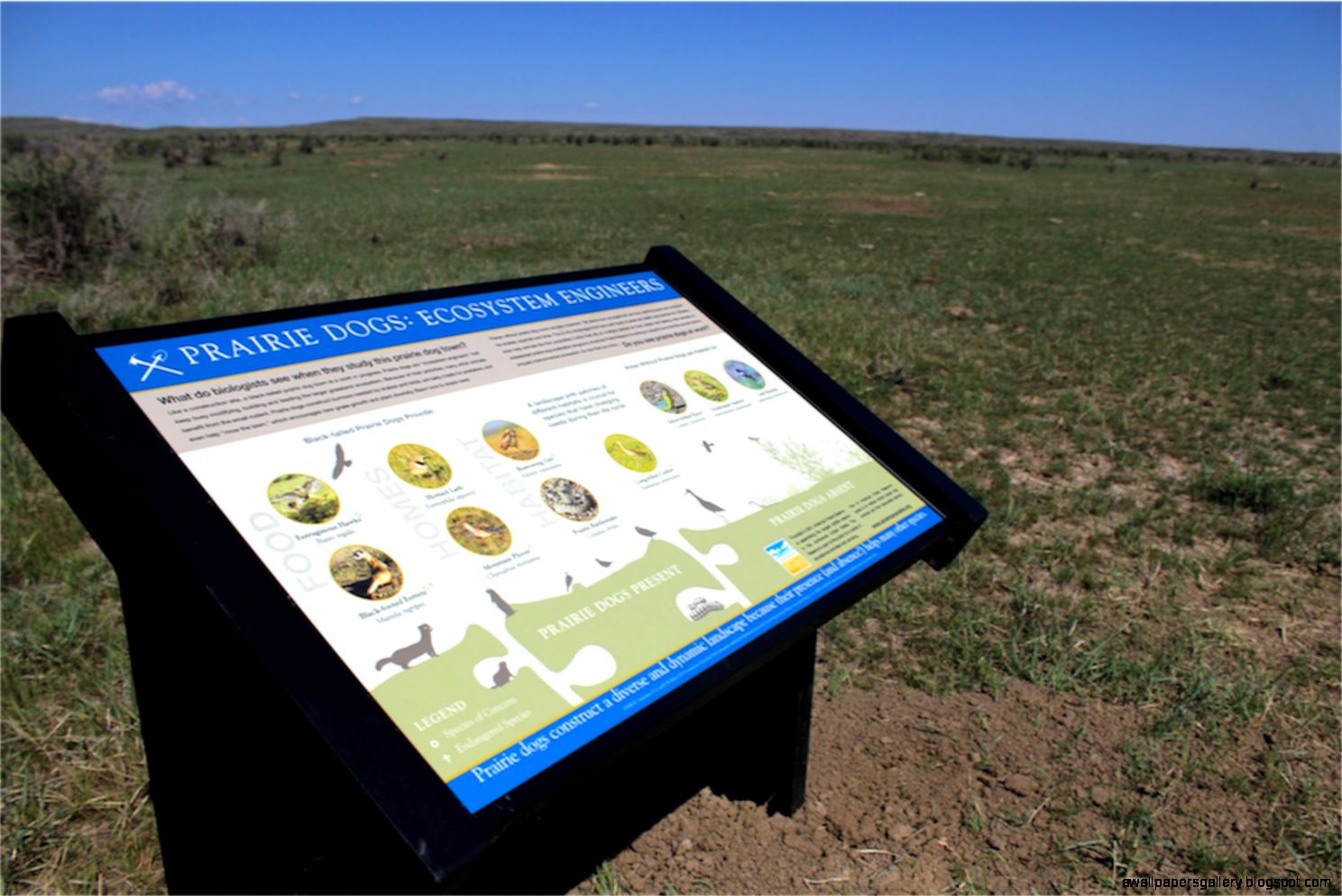 Newborn Prairie Dog New prairie dog interpretive