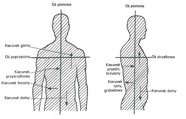 Wasyl Kandyński Punkt I Linia A Płaszczyzna fizjotherapy.blogspot.com