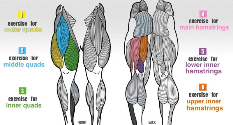 Leg Muscles Diagram Basic Muscular Function And Anatomy Of The Upper