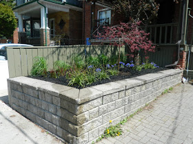 Toronto new garden installation Roncesvalles Village after by Paul Jung Gardening Services