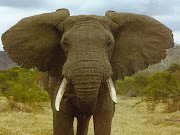 Conheça o Blog o  Elefante Feroz.
