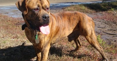 dogue de bordeaux temperament devoted