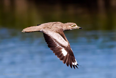 Water Thick-Knee in Flight: Tracking Variables for Improved Birds in Flight Photography Water Thick-Knee in Flight: Tracking Variables for Improved Birds in Flight Photography