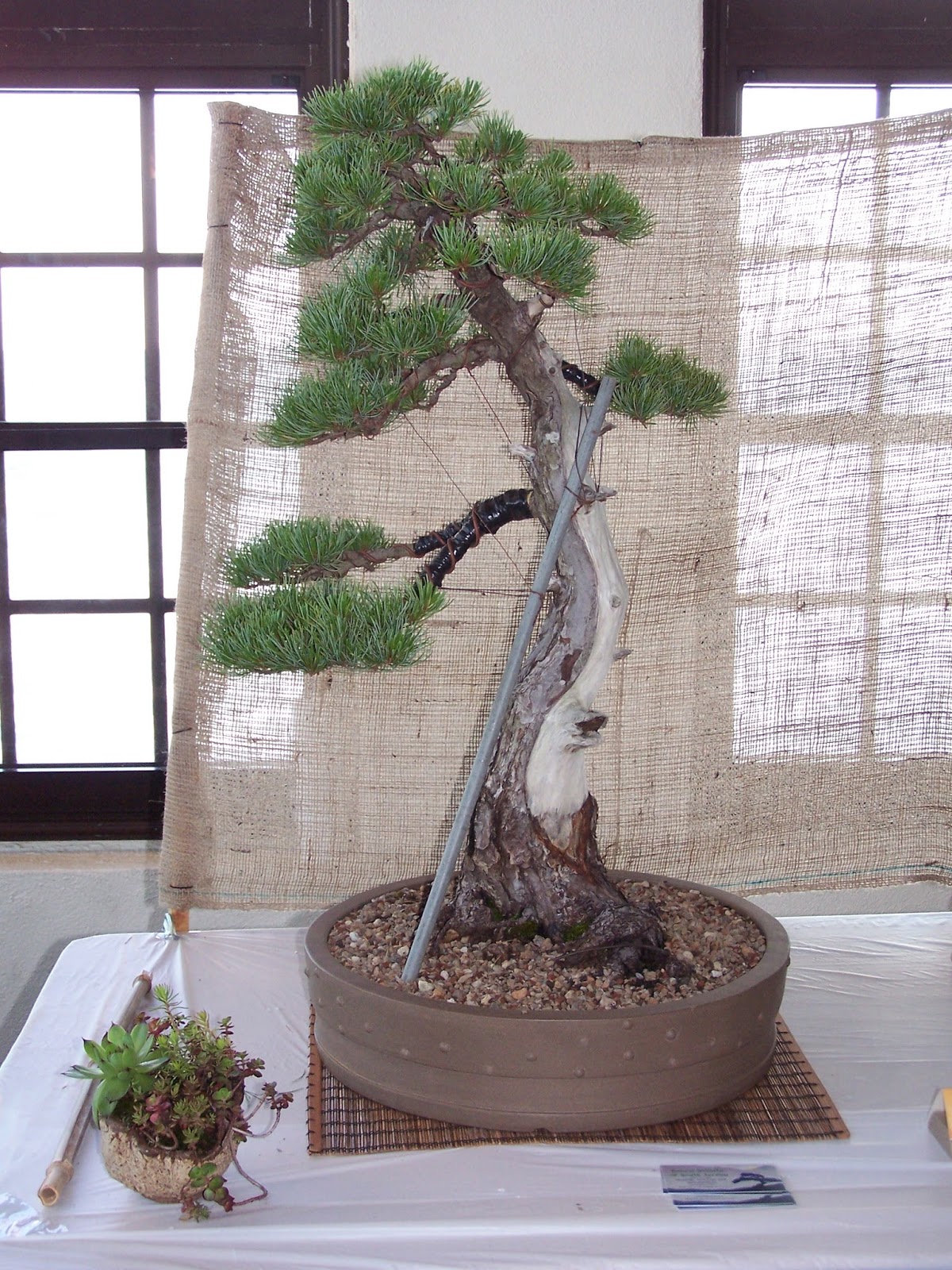 The Bonsai Society of South Jersey