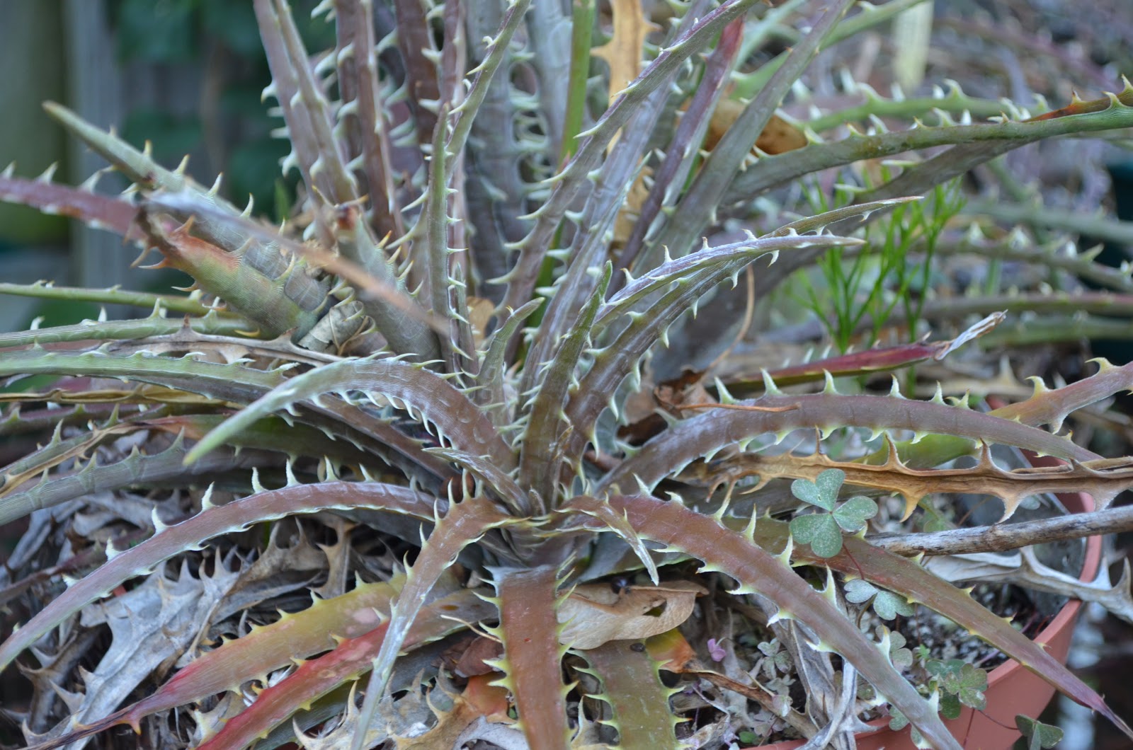 Succulent Bromeliads and others Dyckia beateae and Dyckia Picante