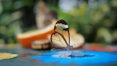 Mariposa de alas transparentes - Transparent butterfly wings