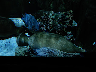 リヴォルノ水族館のウツボ