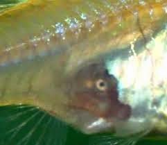LOS GUPPYS IMPORTADO Y SU VARIEDAD LOS GUPPYS IMPORTADO Y SU VARIEDAD