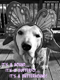 senior rescued hound mix dog dressed up for spring
