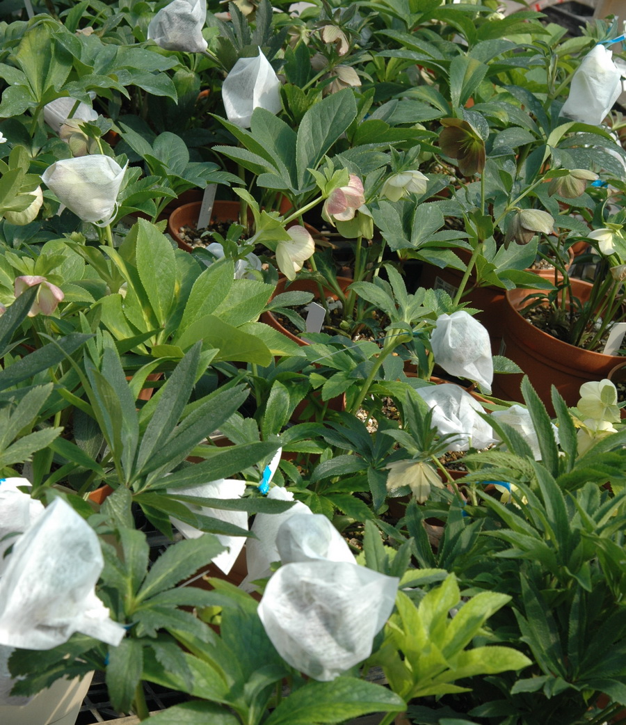 クリスマスローズコレクション花とおしゃべりblog クリスマスローズの種が弾けてきました