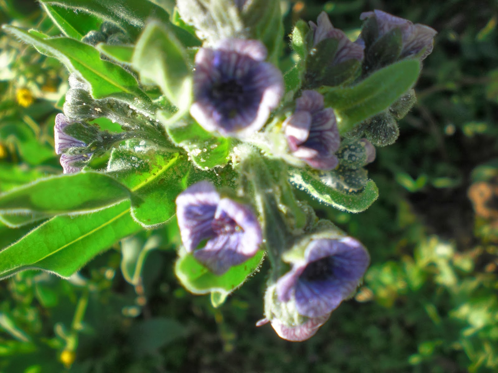 Perfumes y luces de Extremadura: Lengua de perro, Cynoglossum creticum.
