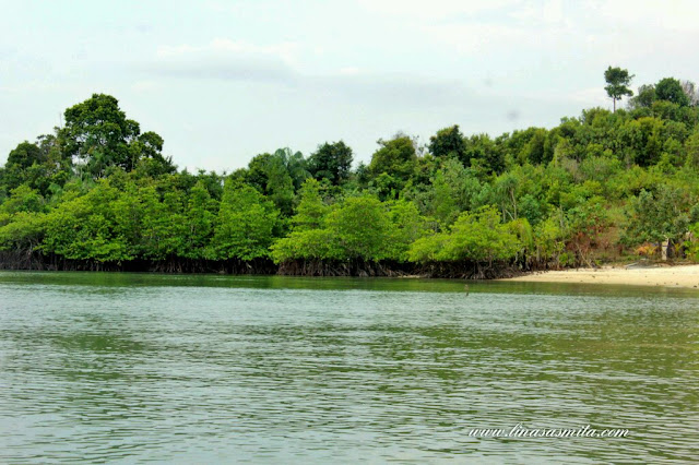 Mangrove Pulau Awi Batam