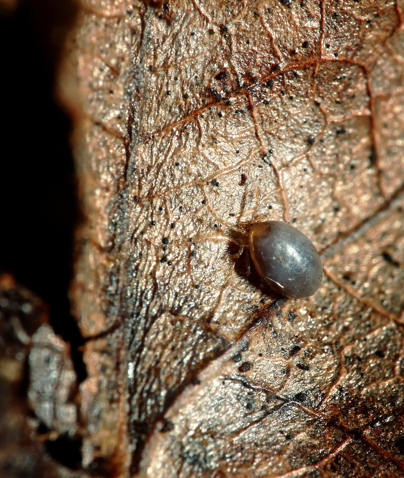 NSFEID Lyme Gradient Project blacklegged tick larvae waiting