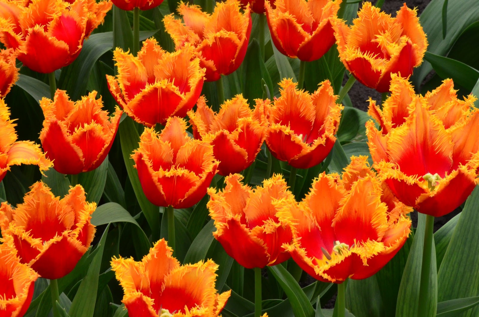 Our Adventures in England: Tulips in Holland