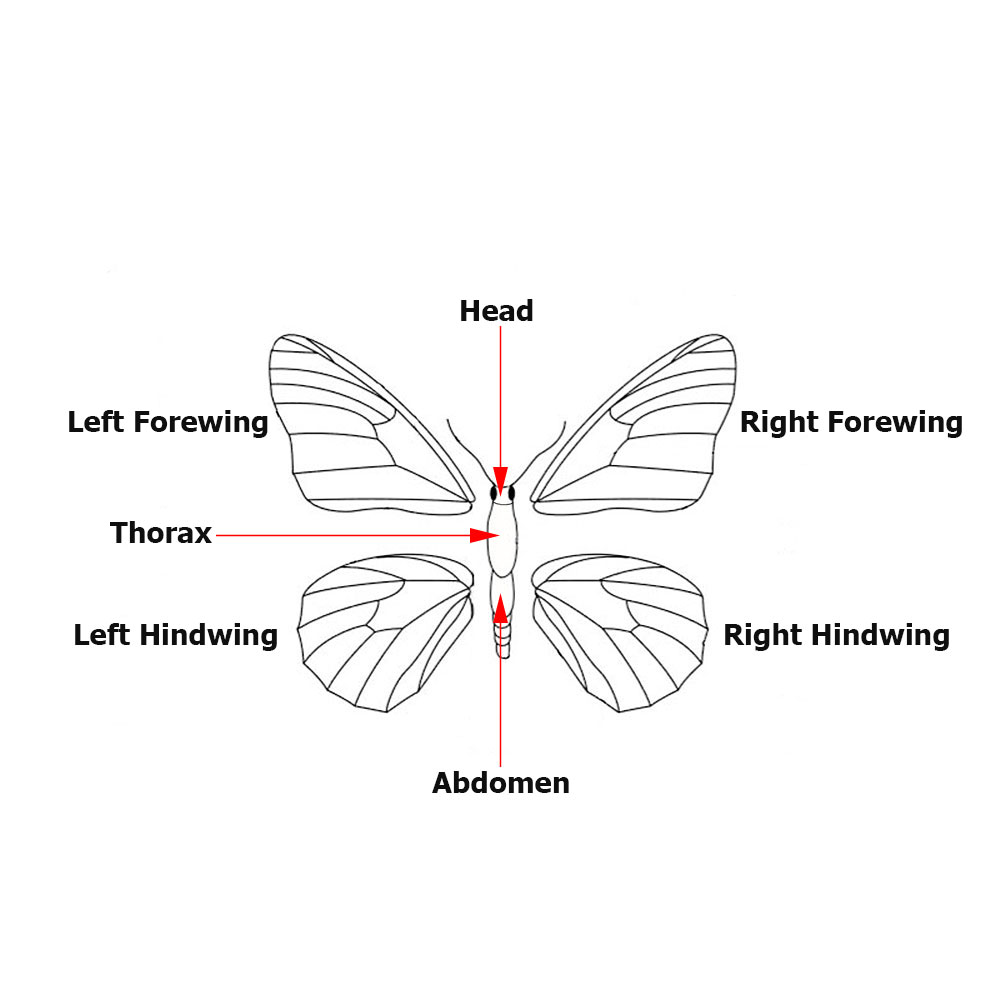 Butterfly Anatomy Diagram