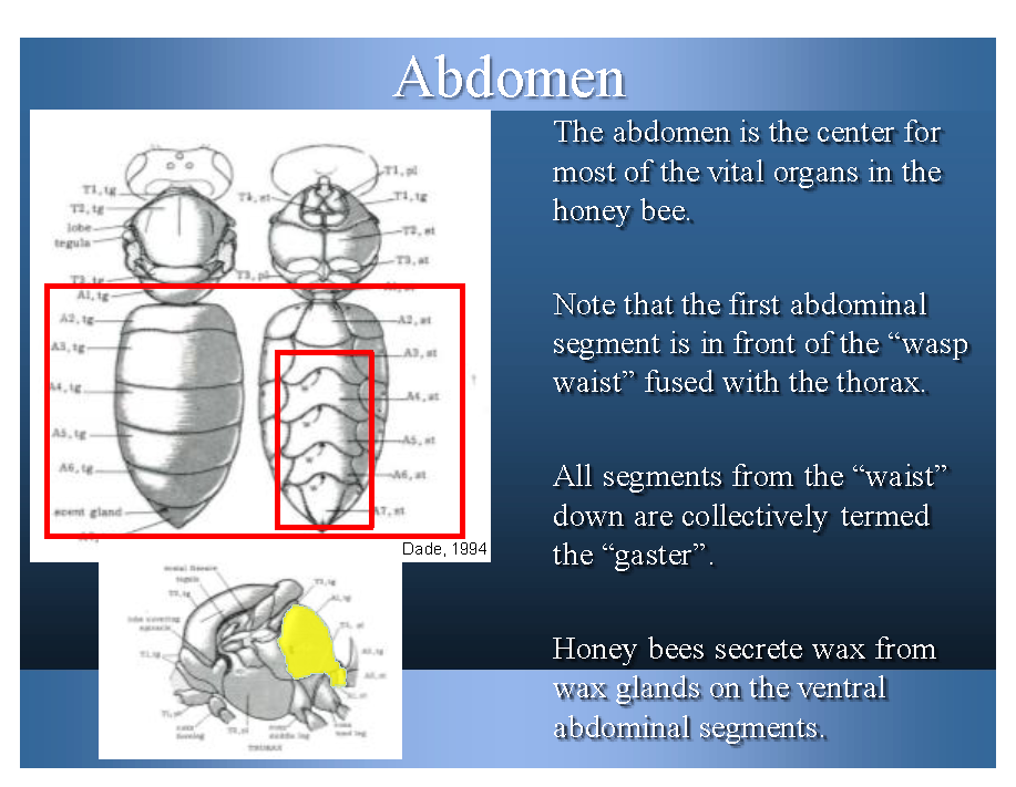 Apiculture for M.Sc. Zoology: For beekeeping education