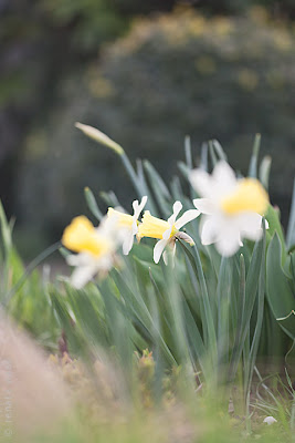Narzissen, Schneeglöckchen und Zierlauch sind langlebige Zwiebelfpflanzen für pflegeleichte Blumenbeete