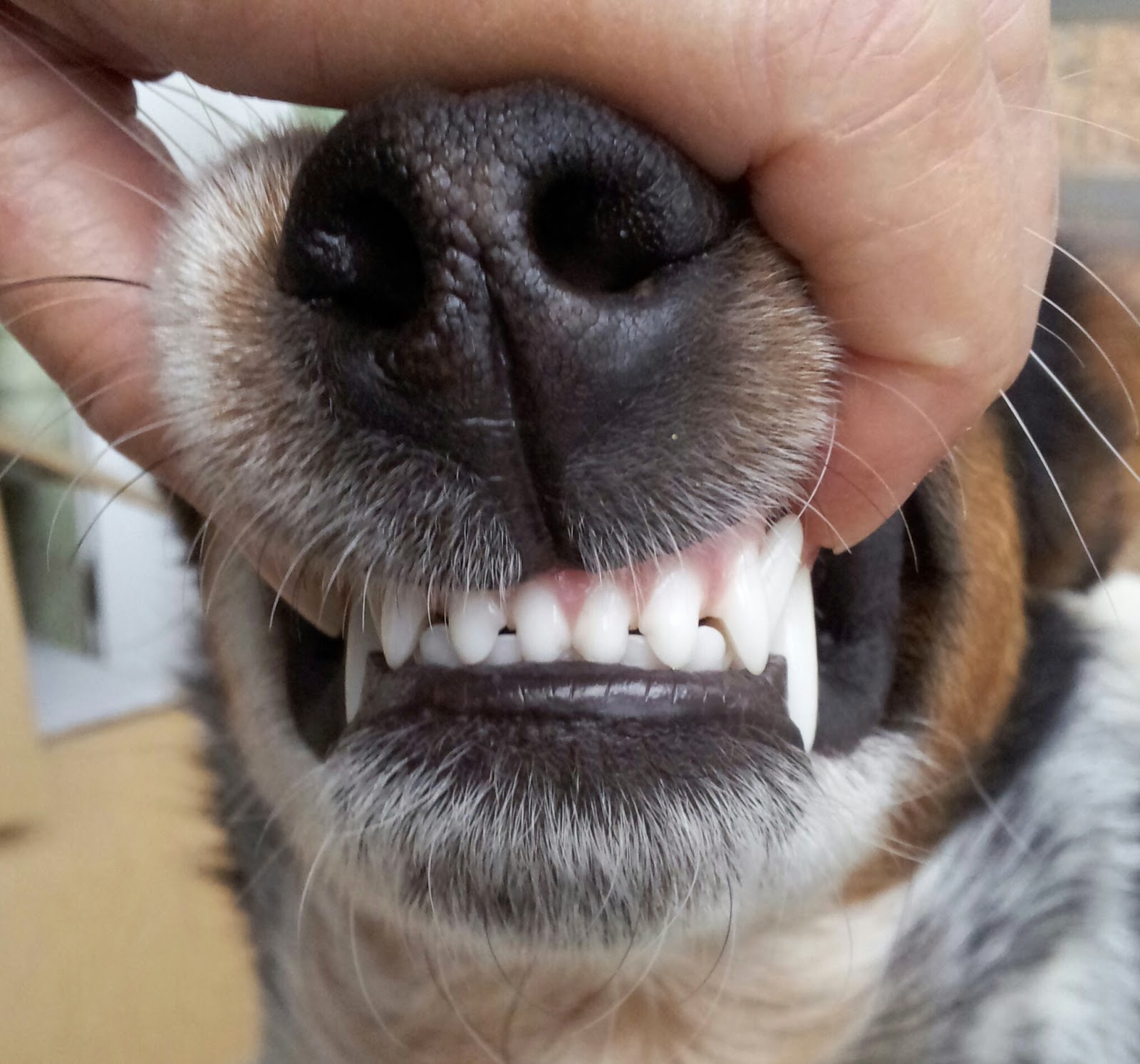 The Days of Johann, an agility dog! A puppy teeth