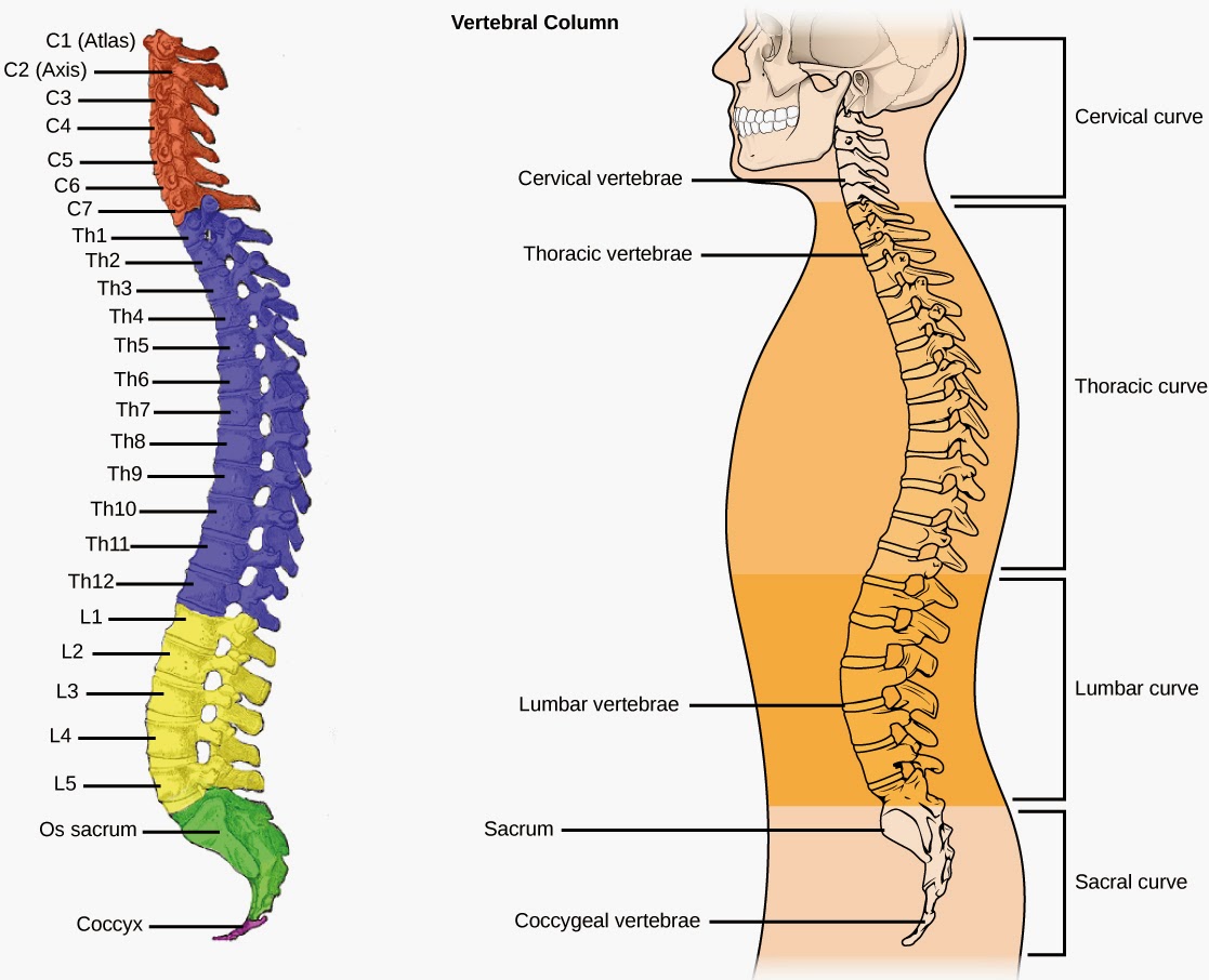 Science Behind The Art Vertebral Column