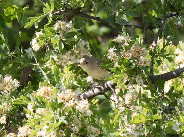Eastern Olivaceous Warbler - Cyprus