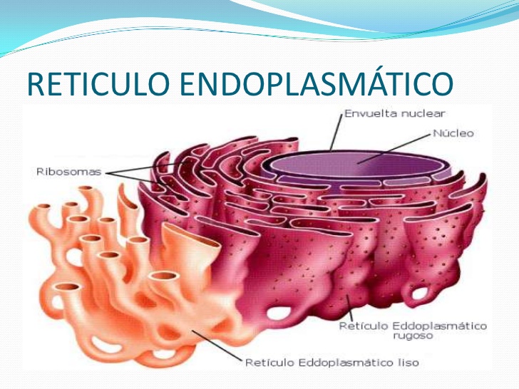 Retículos endoplasmaticos