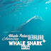 Paket Wisata Kepulauan Derawan dan Amazing Whale Shark 4H3M