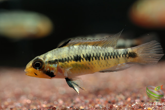 Apistogramma sp. rio vaupes