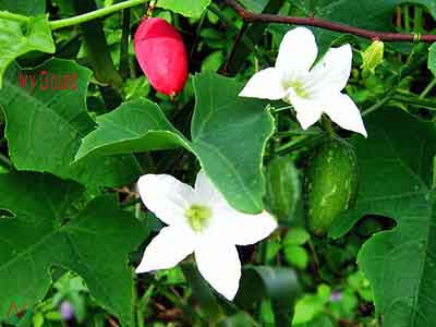 ivy gourd flower