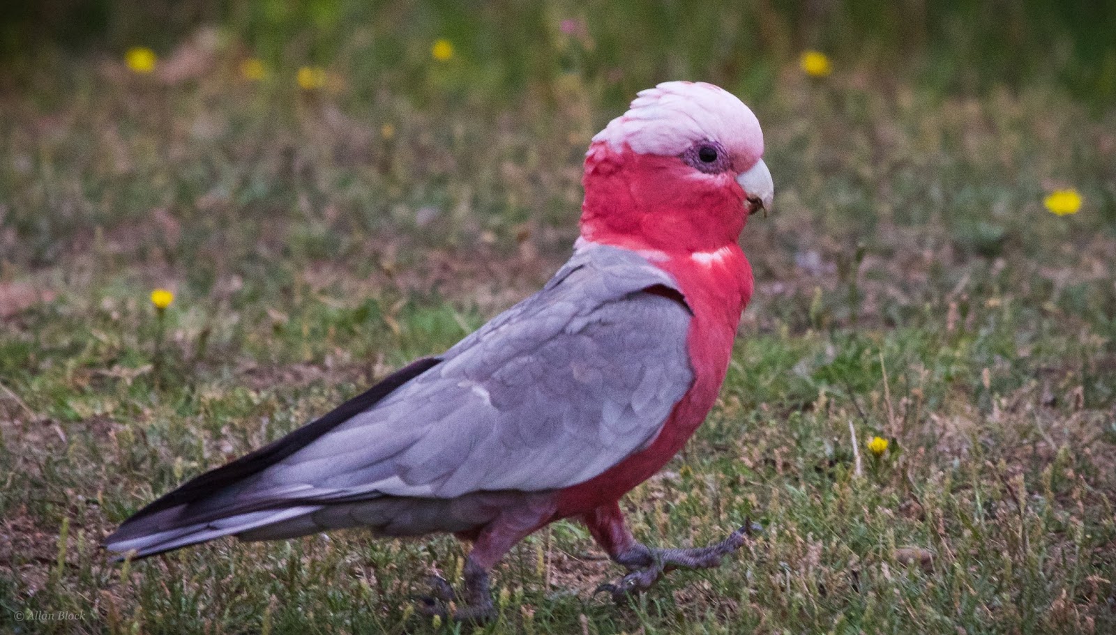 Feather Tailed Stories Galah, Australia