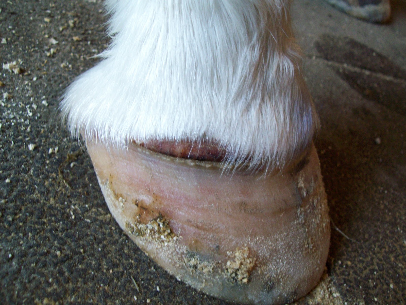 Bay State Brumby It was the Best of Hooves, It was the Worst of Hooves