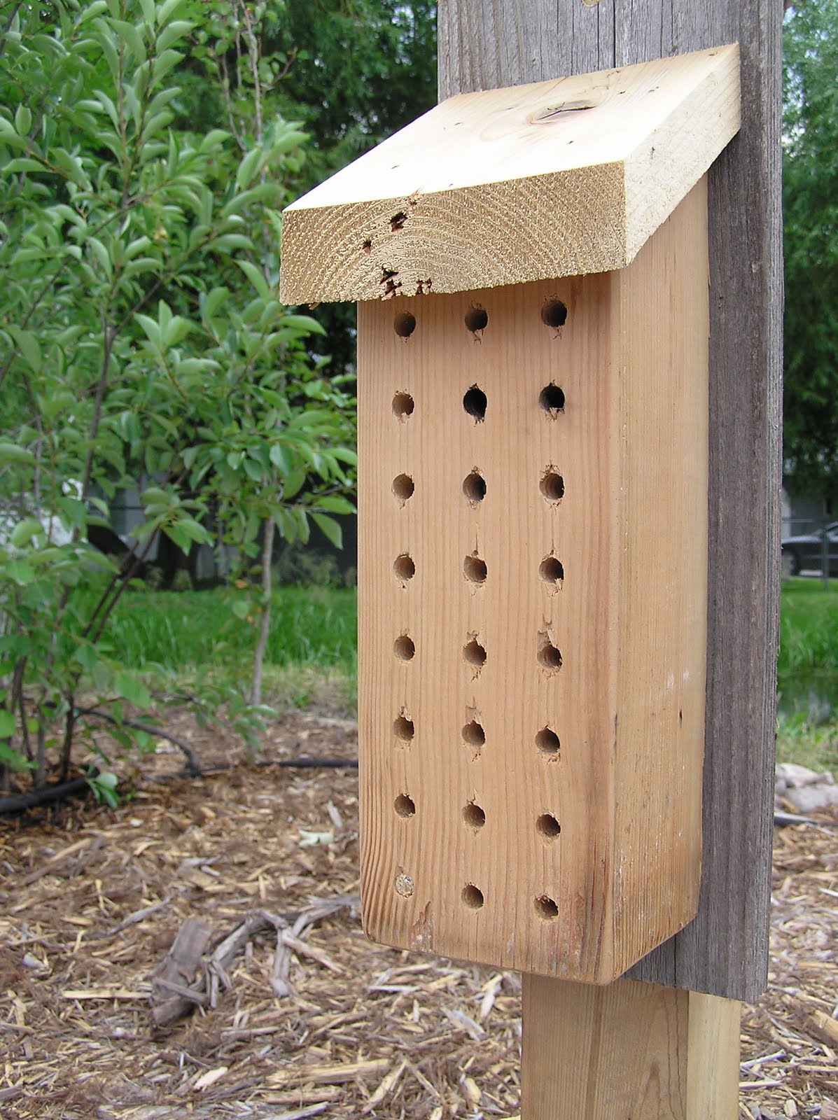 Montana Wildlife Gardener Native Plant and Widlife Gardening Opportunity!