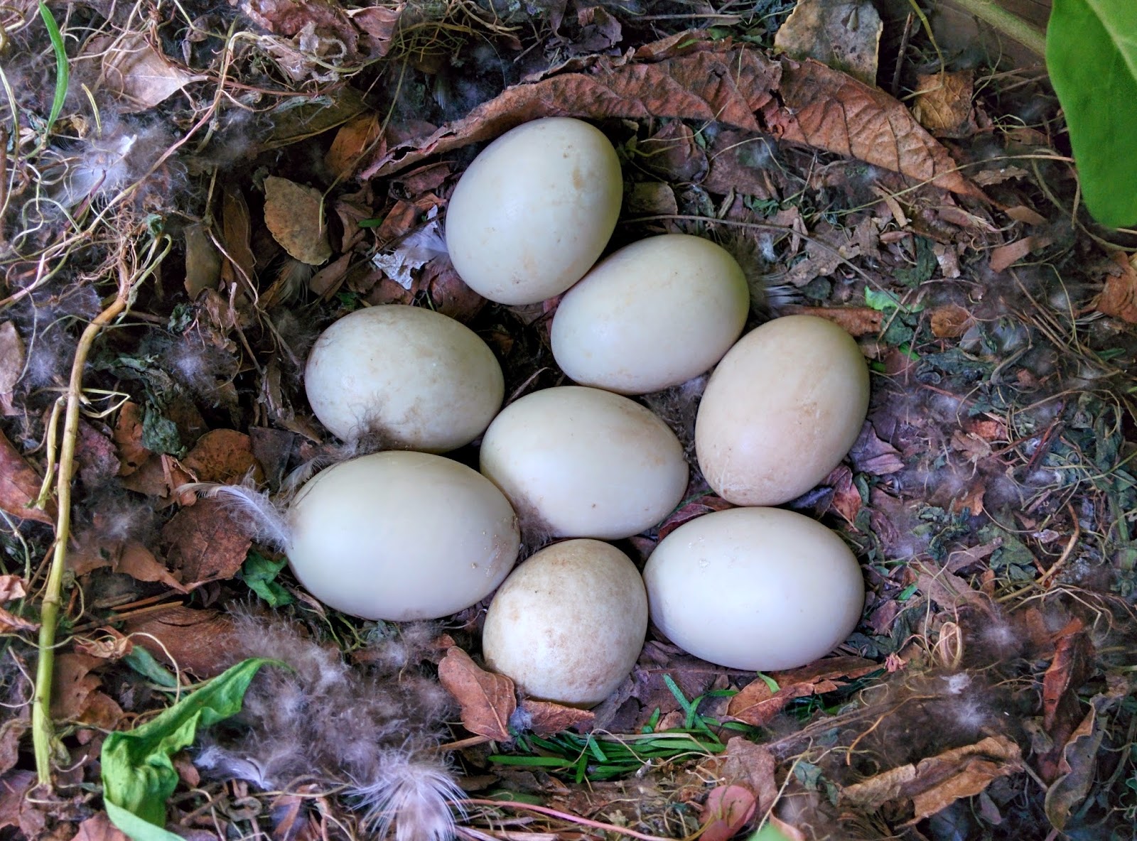 Duck Nest and Eggs Naturetastic Blog