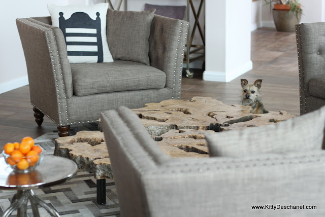 cute dog in the house