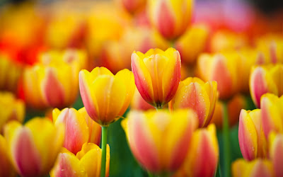 Imagenes de flores para el Dia de las Madres - 10 de Mayo