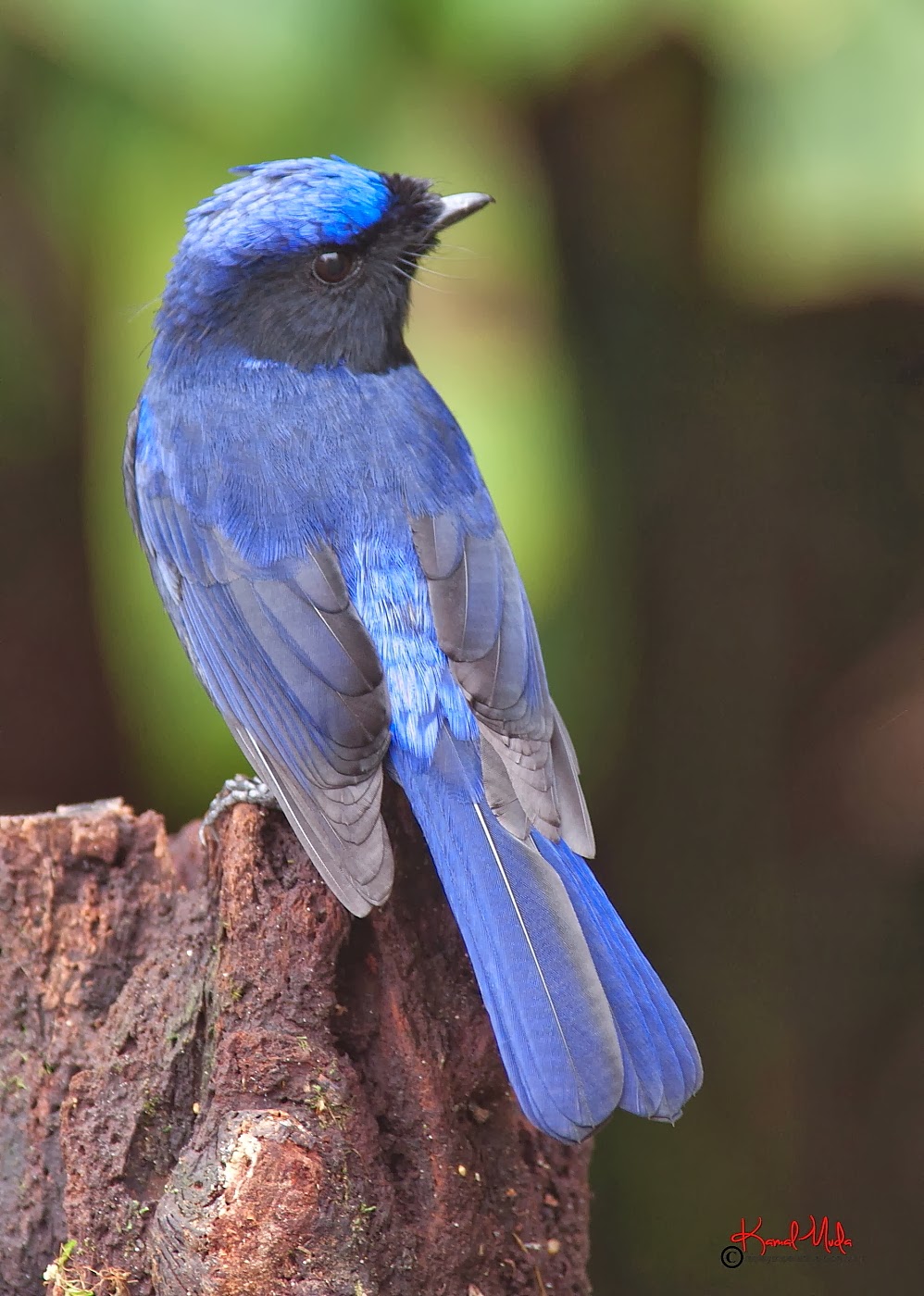 SOUTH EAST ASIA BIRDS - Malaysia birds paradise: Large Niltava (Niltava