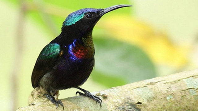 Download Mp3 Suara Burung Kolibri Ninja Gacor