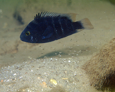 SCUBA dive Amphilophus astorquii Midas cichlid Nicaragua