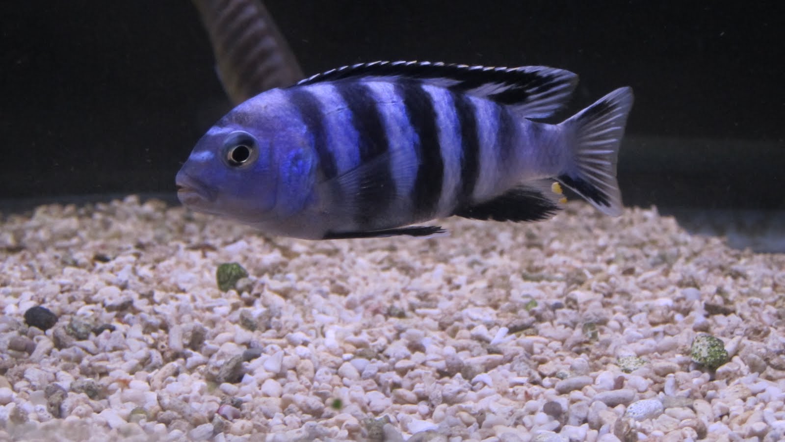 mal/tang fish: Pseudotropheus saulosi