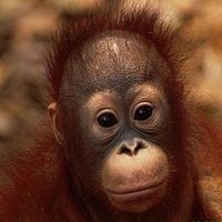  Hewan  Hewan  Langka  di Indonesia nedya putri 
