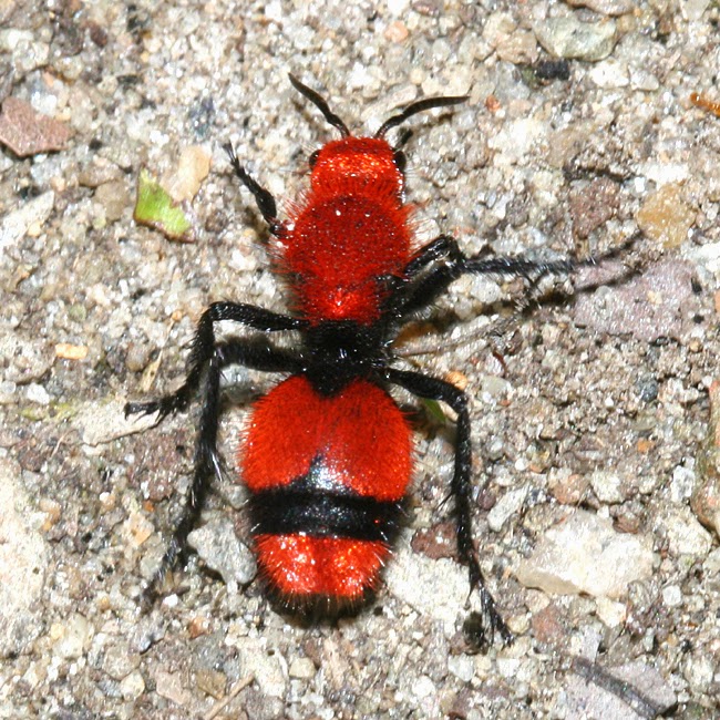 http://3.bp.blogspot.com/-0aY9GxpwFfo/UzFCpuV5XPI/AAAAAAAA1TM/nkMLXq5ii3s/s1600/Amazing+pictures+animals++Photos+Zoo+pics+nature+insect+Dasymutilla+occidentalis+red+velvet+ant+or+eastern+velvet+ant+parasitoid+wasp+cow+ant+and+cow+killer~39.JPG