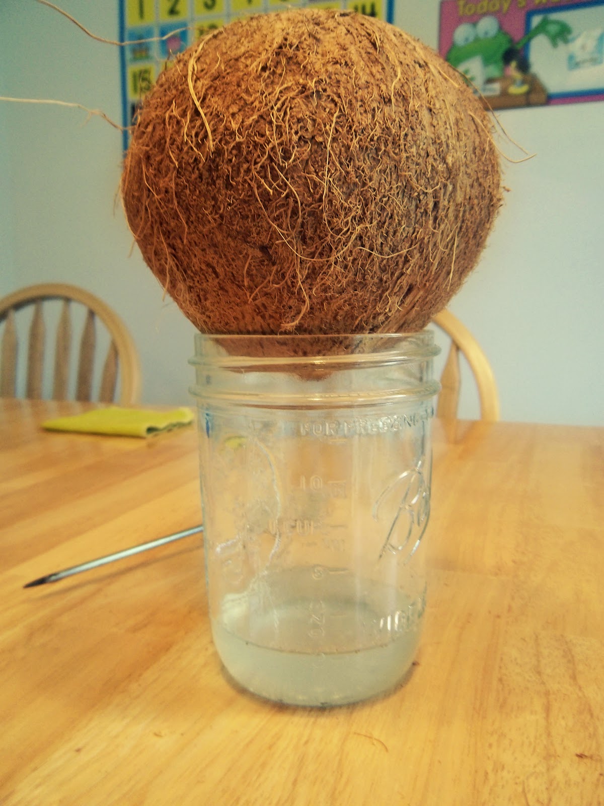 Прорастить кокос. Домашний Кокос. Кокос в горшке. Дерево из кокоса.