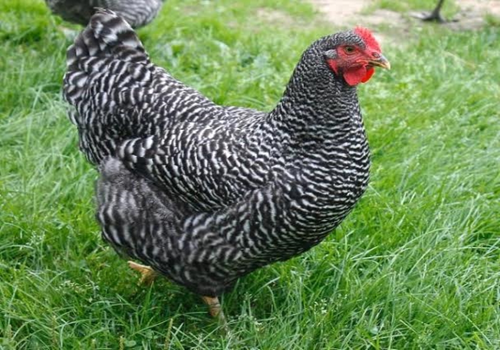 Top 10 benefits of rearing Kuroiler chicken ePoultryFarm