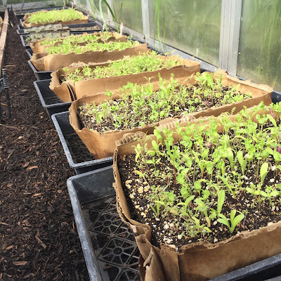 How to establish a wildflower bed Image of wildflower seedlings growing in shallow boxes.