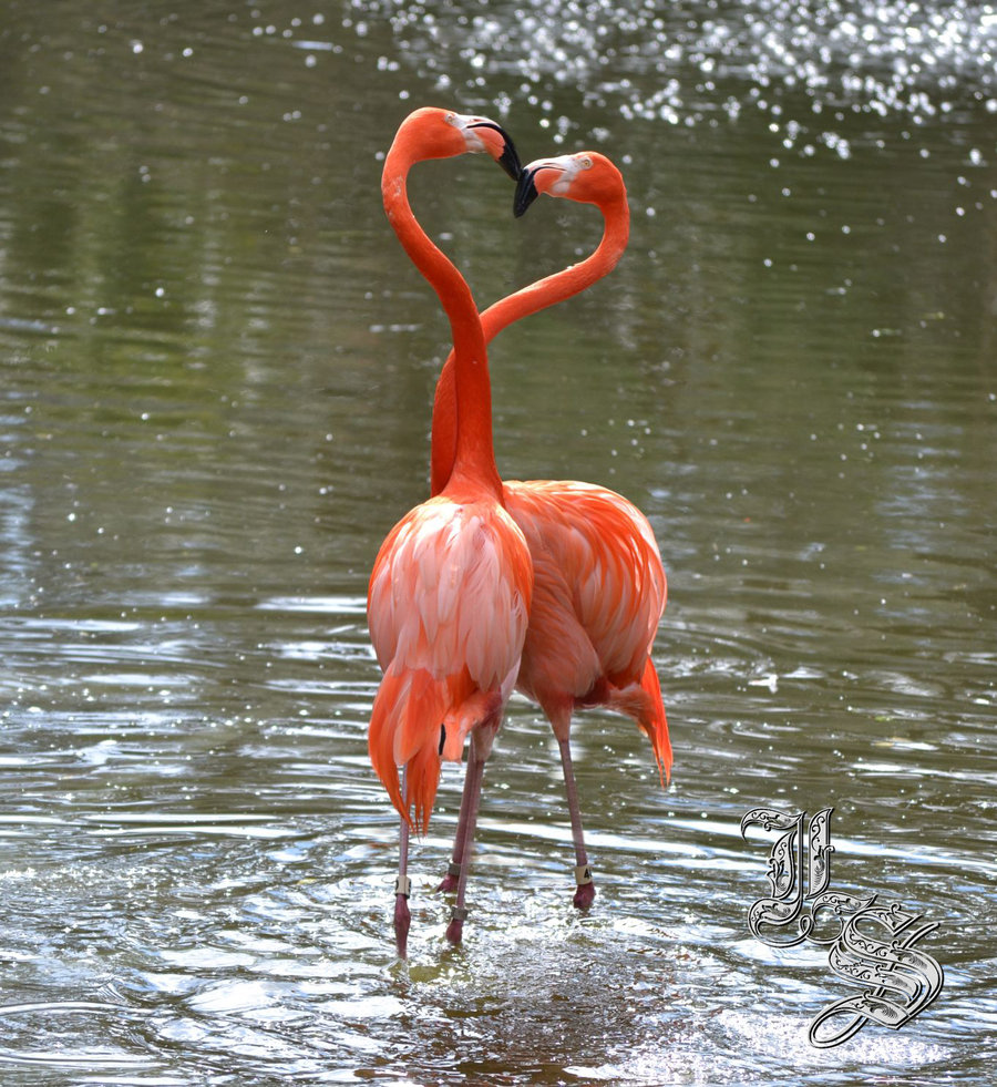 Брачные танцы животных. Фламинго. Влюбленные Фламинго. Розовый Фламинго. Фламинго брачный танец.