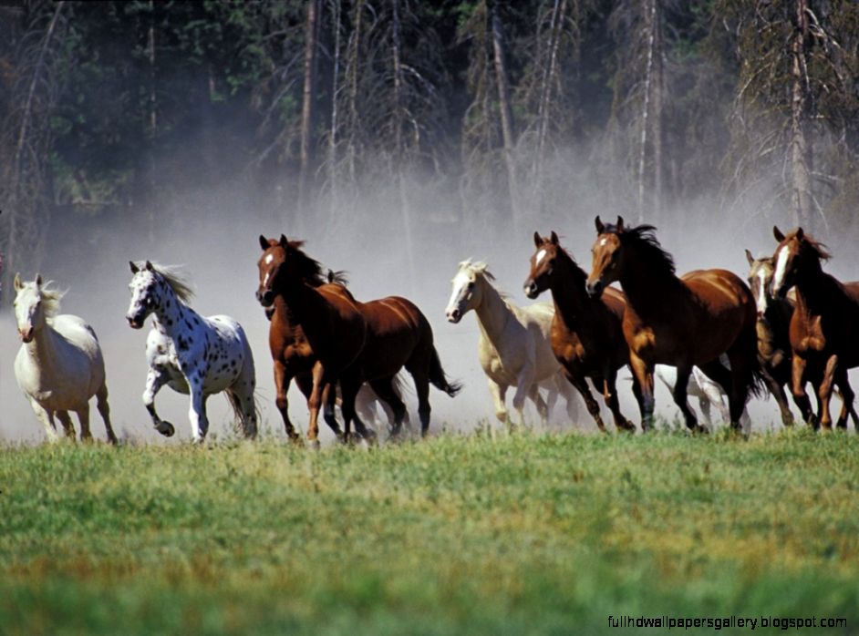 Horses Running Free