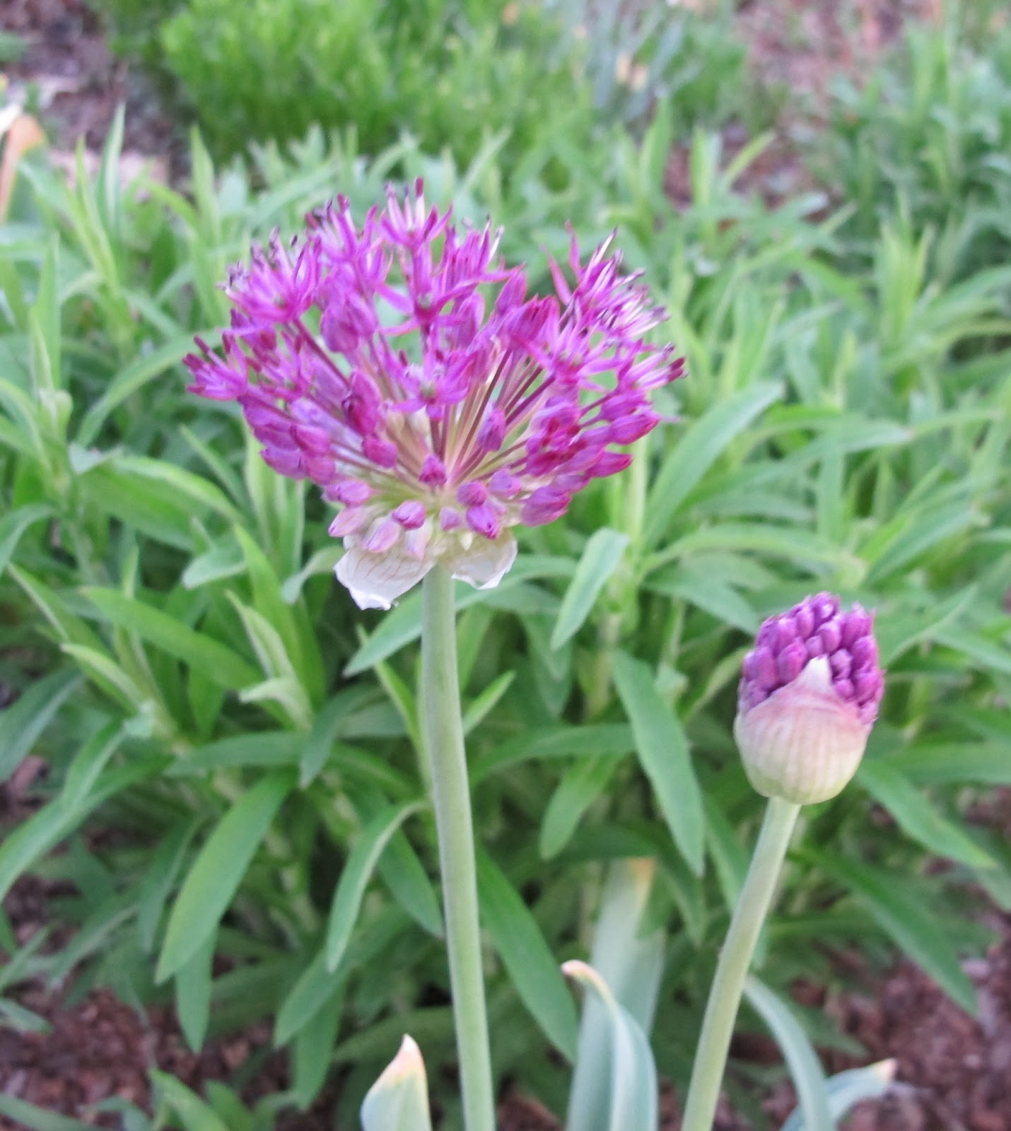 Garden fairies discuss flower festivals