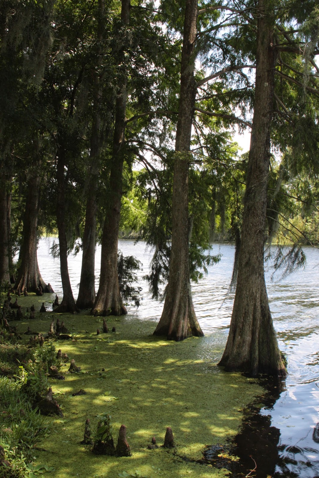 Worth Wild World Trees with Knees The Bald Cypress