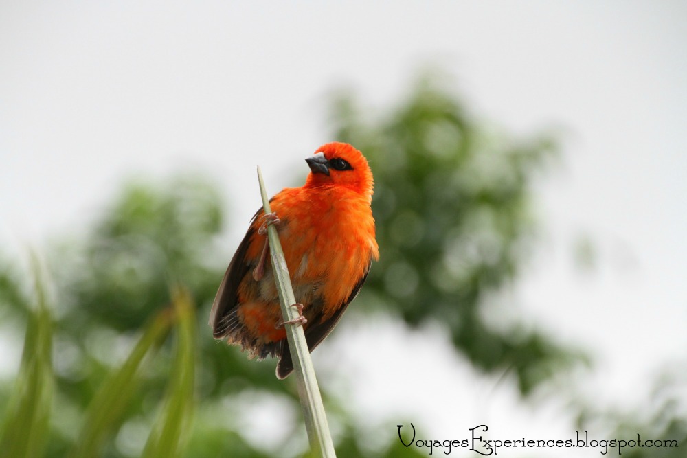Voyages et Expériences Oiseaux de l'île Maurice