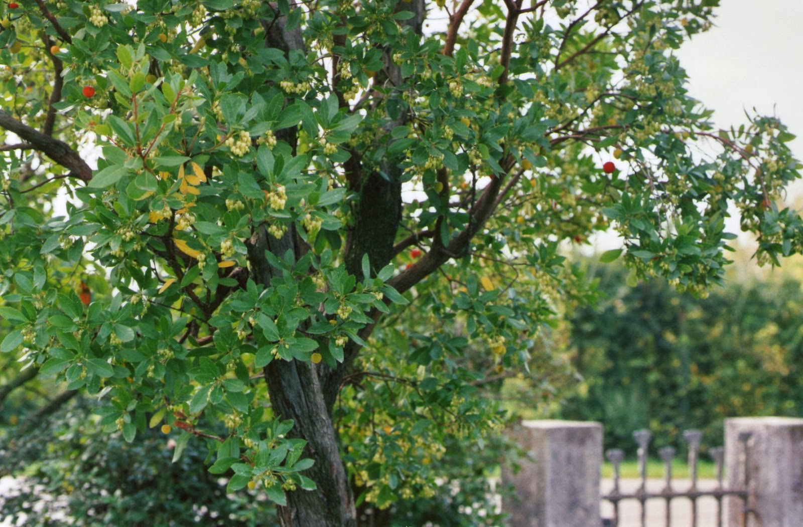Science Blog Year 4 Strawberry Trees