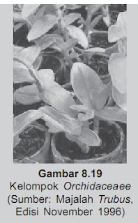 Kelompok Orchidaceae